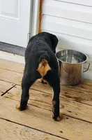 Baba, a female Rottweiler for sale in Unicoi, TN – 5 of 5