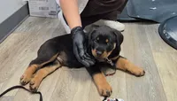 Eli , a male Rottweiler for sale in Unicoi, TN – 5 of 5