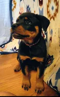 Little Debbie , a female Rottweiler for sale in Unicoi, TN – 4 of 4
