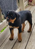 Bug, a female Rottweiler for sale in Unicoi, TN – 2 of 3