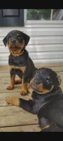 Little Debbie , a female Rottweiler for sale in Unicoi, TN – 2 of 4