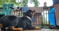Baba, a female Rottweiler for sale in Unicoi, TN – 2 of 8