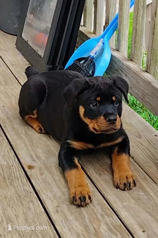 Baba – Rottweiler puppy for sale in Unicoi, TN