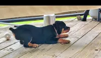Baba, a female Rottweiler for sale in Unicoi, TN – 2 of 5