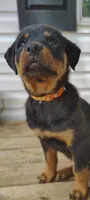 Little Debbie , a female Rottweiler for sale in Unicoi, TN – 3 of 4