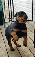 Baba, a female Rottweiler for sale in Unicoi, TN – 4 of 5