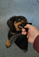 Baba, a female Rottweiler for sale in Unicoi, TN – 3 of 5