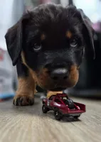 Eli , a male Rottweiler for sale in Unicoi, TN – 2 of 5