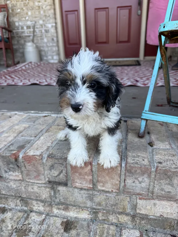 Dash  – Miniature Bernedoodle puppy for sale in Bowling Green, KY