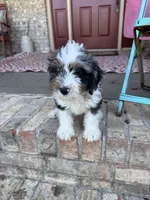 Dash , a male Miniature Bernedoodle for sale in Bowling Green, KY – 1 of 7