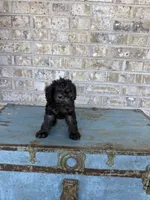 Breeze, a female Miniature Labradoodle for sale in Bowling Green, KY – 6 of 7