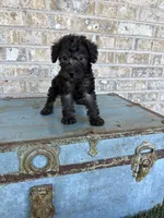 Breeze, a female Miniature Labradoodle for sale in Bowling Green, KY – 1 of 7