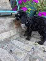 Daisy, a female Miniature Bernedoodle for sale in Bowling Green, KY – 6 of 6