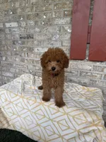 Toby , a male Miniature Labradoodle for sale in Bowling Green, KY – 3 of 7
