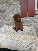 Toby , a male Miniature Labradoodle for sale in Bowling Green, KY – 4 of 7
