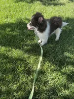 Batman, a male Pomsky for sale in Bowling Green, KY – 3 of 8