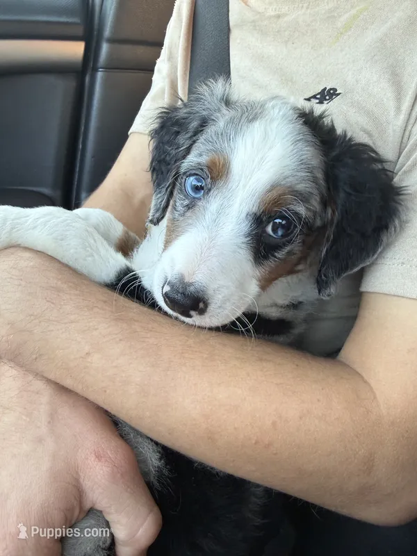 Domino – Miniature Bernedoodle puppy for sale in Bowling Green, KY
