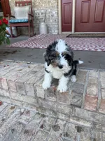 Dash , a male Miniature Bernedoodle for sale in Bowling Green, KY – 3 of 7