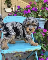 Duke, a male Miniature Bernedoodle for sale in Bowling Green, KY – 4 of 5