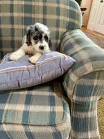 Bee, a female Miniature Bernedoodle for sale in Bowling Green, KY – 4 of 6