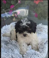 Bonnie, a female Miniature Bernedoodle for sale in Bowling Green, KY – 3 of 4
