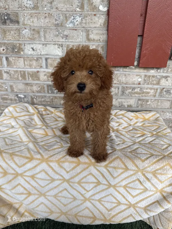 Toby  – Miniature Labradoodle puppy for sale in Bowling Green, KY