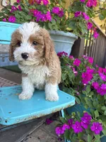 Dolly, a female Miniature Bernedoodle for sale in Bowling Green, KY – 4 of 6