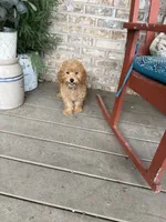 Tabby, a female Miniature Labradoodle for sale in Bowling Green, KY – 5 of 6