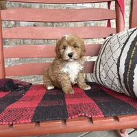Oliver, a male Miniature Bernedoodle for sale in Bowling Green, KY – Photo 1 of 8
