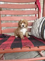 Oliver, a male Miniature Bernedoodle for sale in Bowling Green, KY – Photo 1 of 8