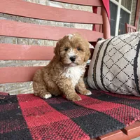 Oliver, a male Miniature Bernedoodle for sale in Bowling Green, KY – Photo 7 of 8