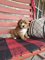 Oliver, a male Miniature Bernedoodle for sale in Bowling Green, KY – Photo 7 of 8