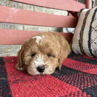 Oliver, a male Miniature Bernedoodle for sale in Bowling Green, KY – Photo 2 of 8