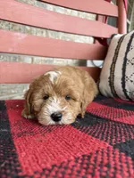 Oliver, a male Miniature Bernedoodle for sale in Bowling Green, KY – Photo 2 of 8