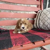 Oliver, a male Miniature Bernedoodle for sale in Bowling Green, KY – Photo 5 of 8