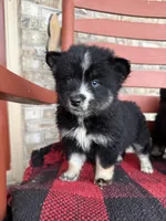 Shadow, a female Pomsky for sale in Bowling Green, KY – Photo 3 of 5
