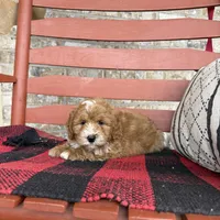 Oliver, a male Miniature Bernedoodle for sale in Bowling Green, KY – Photo 3 of 8