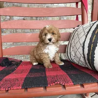 Oliver, a male Miniature Bernedoodle for sale in Bowling Green, KY – Photo 8 of 8