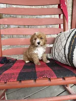 Oliver, a male Miniature Bernedoodle for sale in Bowling Green, KY – Photo 8 of 8