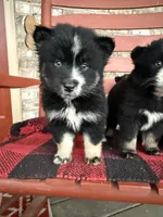 Shadow, a female Pomsky for sale in Bowling Green, KY – Photo 4 of 5
