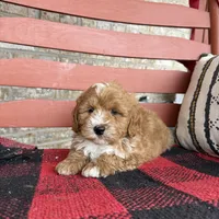 Oliver, a male Miniature Bernedoodle for sale in Bowling Green, KY – Photo 4 of 8
