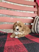 Oliver, a male Miniature Bernedoodle for sale in Bowling Green, KY – Photo 4 of 8