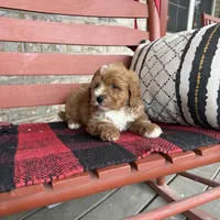 Oliver, a male Miniature Bernedoodle for sale in Bowling Green, KY – Photo 6 of 8