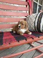 Oliver, a male Miniature Bernedoodle for sale in Bowling Green, KY – Photo 6 of 8