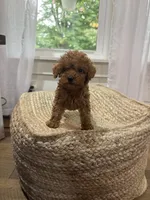 Silas, a male Cavapoo for sale in Bowling Green, KY – 2 of 6