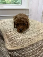 Sweetie, a female Cavapoo for sale in Bowling Green, KY – 6 of 6
