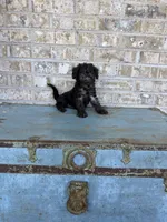 Breeze, a female Miniature Labradoodle for sale in Bowling Green, KY – 7 of 7