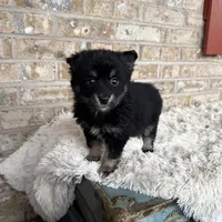 Paisley, a female Pomsky for sale in Bowling Green, KY – Photo 5 of 5