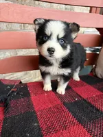 Palmer, a female Pomsky for sale in Bowling Green, KY – Photo 1 of 8