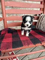 Palmer, a female Pomsky for sale in Bowling Green, KY – Photo 2 of 8